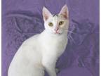 Adopt Ivory a Domestic Short Hair