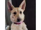 Adopt Artega a German Shepherd Dog, Labrador Retriever