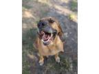 Adopt Maggie a Rhodesian Ridgeback, Hound