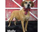 Adopt MOLLY a Redbone Coonhound