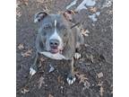 Adopt NYX FOSTER NEEDED a Pit Bull Terrier, Staffordshire Bull Terrier