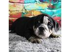 Bulldog Puppy for sale in Balaton, MN, USA