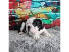 Bulldog Puppy for sale in Balaton, MN, USA