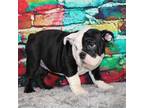 Bulldog Puppy for sale in Balaton, MN, USA