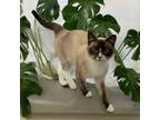 Adopt Winter a Snowshoe