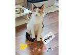 Adopt Daisy G a Calico, Domestic Medium Hair