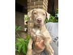 Adopt Epi (Bahamian Potcake) a Weimaraner, Mixed Breed