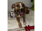 Adopt Bea a Black Mouth Cur, Mixed Breed