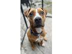 Adopt Bea a Black Mouth Cur, Mixed Breed