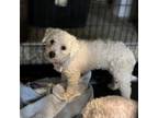 Adopt Paris a Bichon Frise