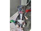 Adopt Starling a American Bully, Pit Bull Terrier