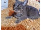 Adopt Elena a Tabby, Domestic Short Hair