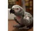 Adopt Captain Bonnie a African Grey