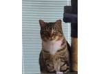 Adopt Berry a American Shorthair