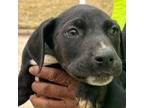 Adopt Sabrina a Black Labrador Retriever