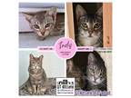 Adopt Indy a Domestic Short Hair, Tabby