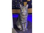 Adopt Indy a Domestic Short Hair, Tabby