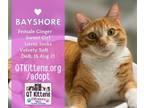 Adopt Bayshore a Domestic Short Hair