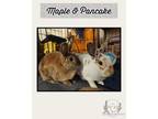 Adopt Maple & Pancake a Mini Rex