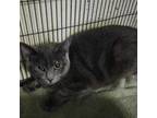 Adopt Grey AZ a Domestic Short Hair