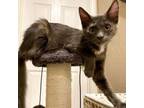 Adopt Paisley Cat a Domestic Medium Hair