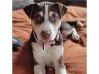 Adopt Scarletti a Cattle Dog