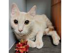Adopt Twinkles a Domestic Short Hair