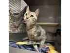 Adopt Flipper a Domestic Short Hair