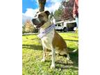 Adopt Delilah a American Staffordshire Terrier, Black Mouth Cur