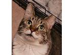 Adopt Luna (bonded with Papa Charlie) a Tabby
