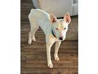 Adopt Allie a Bull Terrier