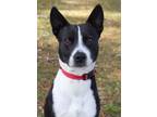 Adopt Freckles a Cattle Dog, Mixed Breed