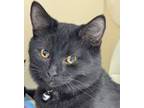 Adopt Odin a Domestic Short Hair