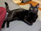 Adopt Mr. Lucky a Domestic Short Hair