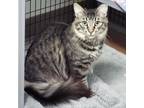 Adopt Ace--Available with Bonded Companion, Ariel a Tabby