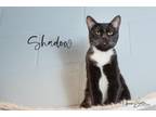 Adopt Shadow a Domestic Short Hair