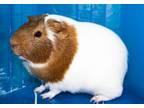 Adopt Alex a Guinea Pig