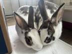 Adopt Bryce & Selena a Mini Rex