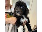 Adopt Jack a Shih Tzu, Mixed Breed