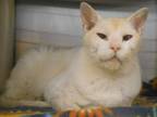 Adopt SIMON a Siamese, Domestic Short Hair