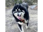 Adopt FORREST a Alaskan Malamute