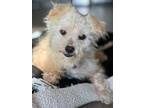 Adopt Muppet a Miniature Poodle
