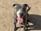 Adopt POPEYE a American Staffordshire Terrier