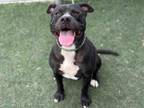 Adopt CHARLIE a Pit Bull Terrier