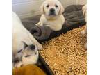 English Labrador puppies