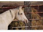 Palomino Stallion