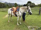 Stunning Welsh X TB Grey Mare