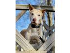 Adopt Chance a Husky, Pit Bull Terrier