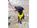 Adopt Buster a Black Labrador Retriever