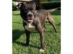 Adopt Tank a Pit Bull Terrier